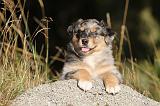 BERGER AUSTRALIEN PUPPIES 190